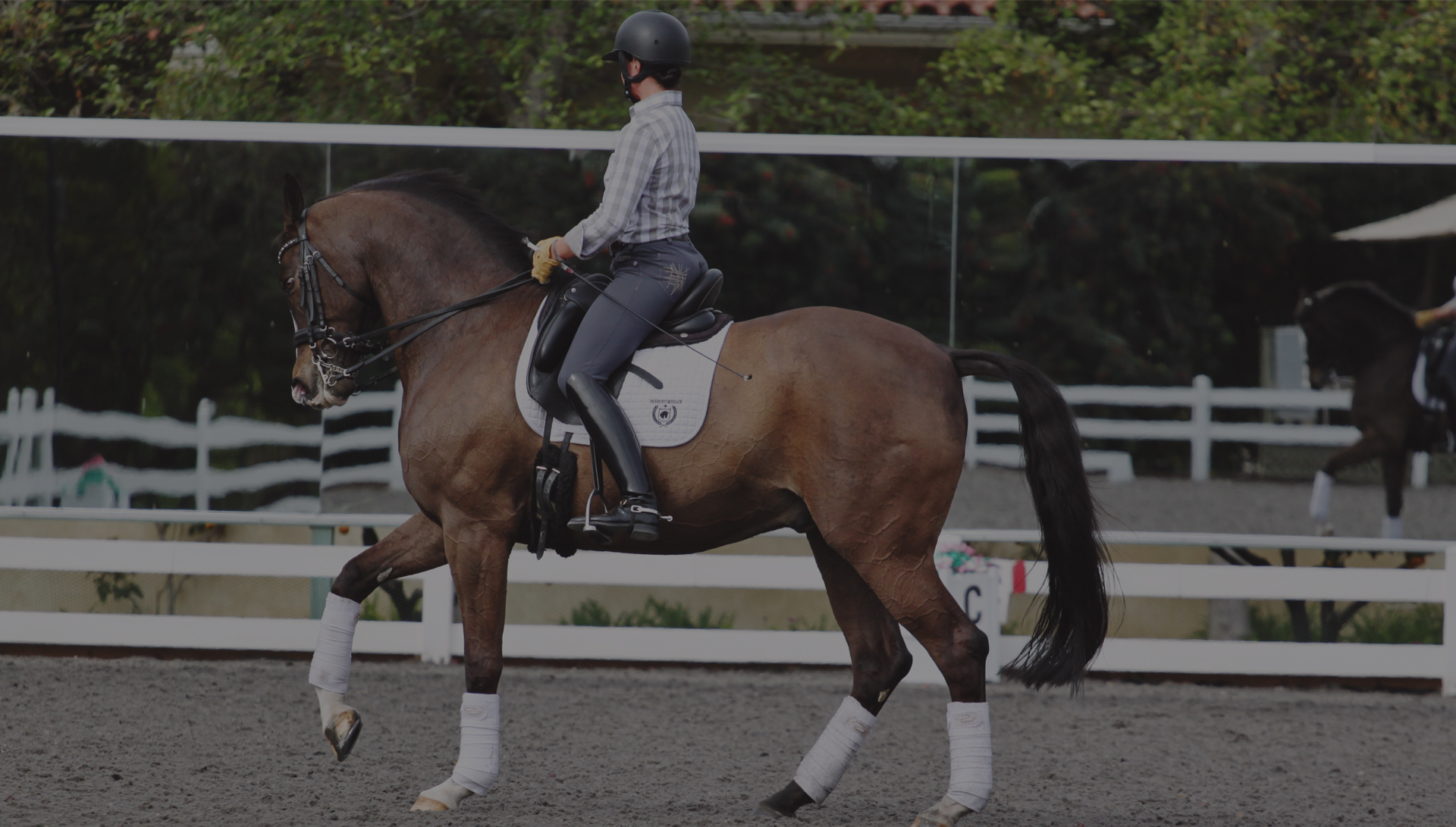 hero Highbury Dressage